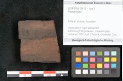 Foto (Objekt + Etikett) von Plantae indet.  (NHMW-GEO-2024-0188-10478)